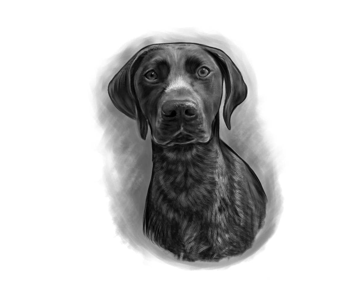 Highly Detailed Charcoal Pencil PET Portrait - UK