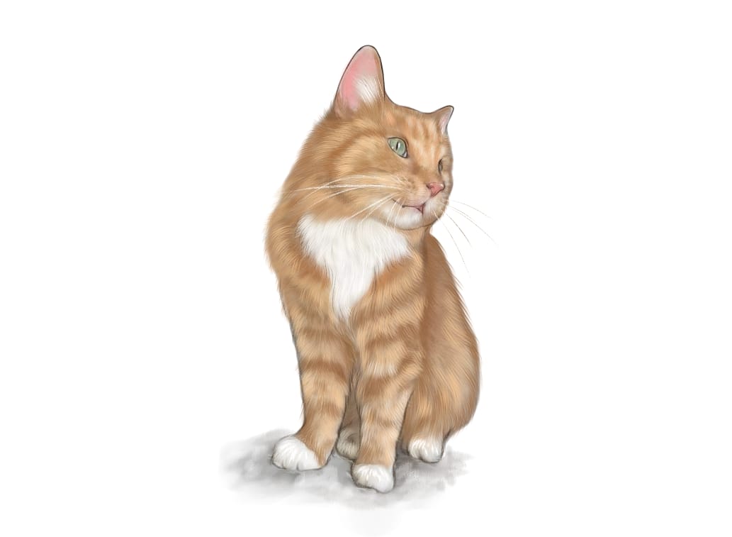 Highly Detailed Coloured Pencil PET Portrait - UK