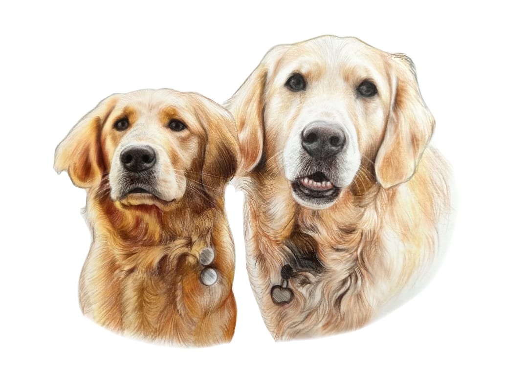 Highly Detailed Coloured Pencil PET Portrait - UK