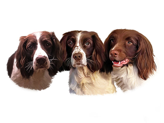 Highly Detailed Coloured Pencil PET Portrait - AU and US